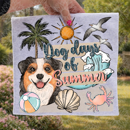 Dog Days of Summer Australian Shepherd