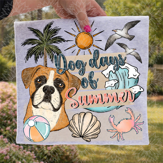 Dog Days of Summer Boxer