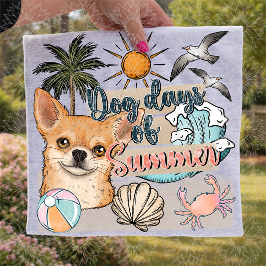Dog Days of Summer Chihuahua