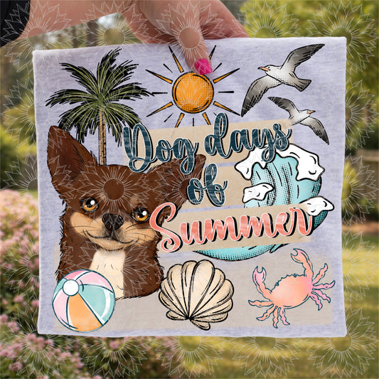 Dog Days of Summer Chocolate Chihuahua