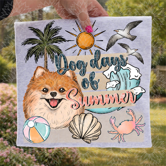 Dog Days of Summer Pomeranian