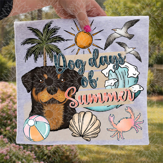 Dog Days of Summer Rottweiler