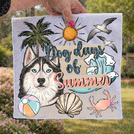 Dog Days of Summer Siberian Husky